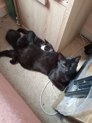 3 x kittens