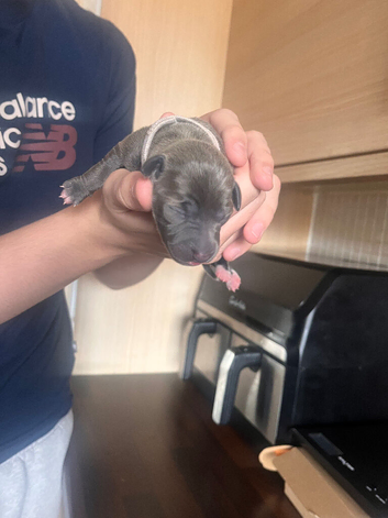 Amazing blue/fawn Italian greyhound puppies