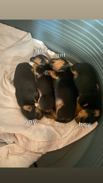 JACK RUSSELL x PINSCHER