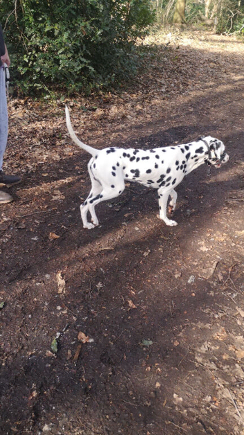 Stunning Dalmatian Dog for sale