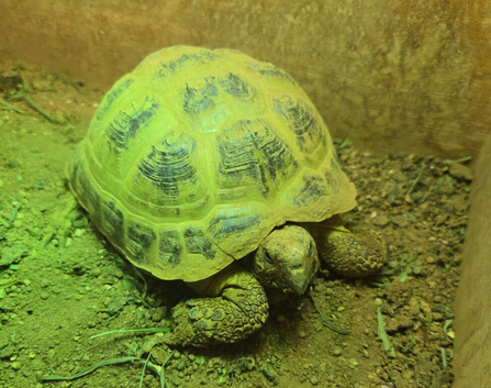 6yr old Horsfield Tortoise and full set up for sale
