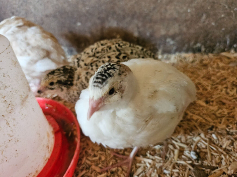 POL Coturnix Quail Hens Mixed Colours