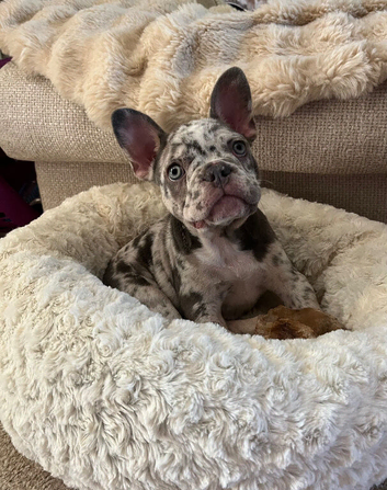 Beautiful Frenchie pups