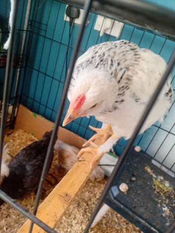 Mixed breed chicken