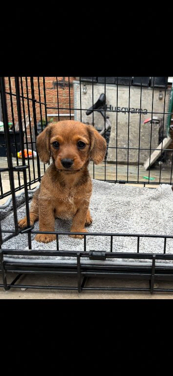 1 female Daxipoo left