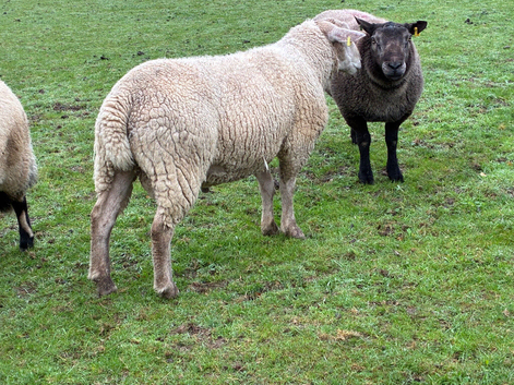 Charollais x Texel shearling ram