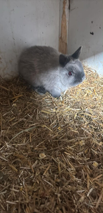 Selection of Netherland dwarf