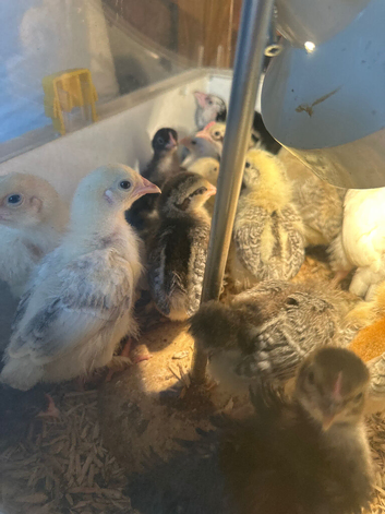 3 weeks old chicks