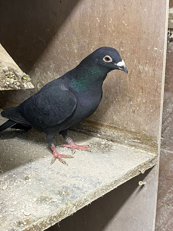 Coloured Racing Pigeons