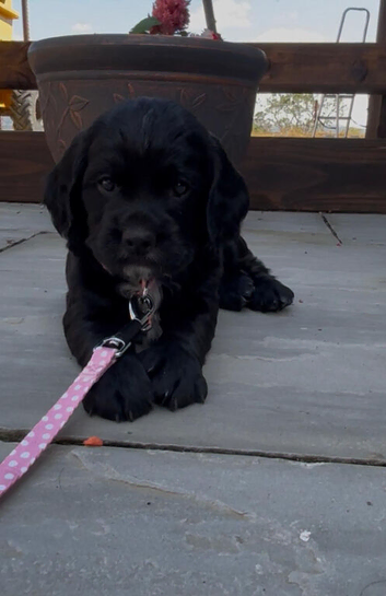 Kc reg  cocker black boy puppy heritary clear