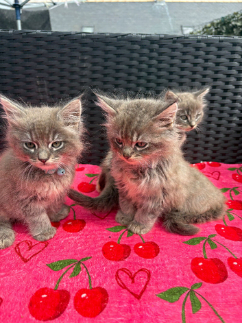 Ragcoon kittens