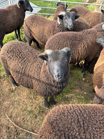 Black Welsh Ram lambs born