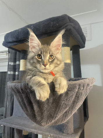 GCCF registered Maine coon boys