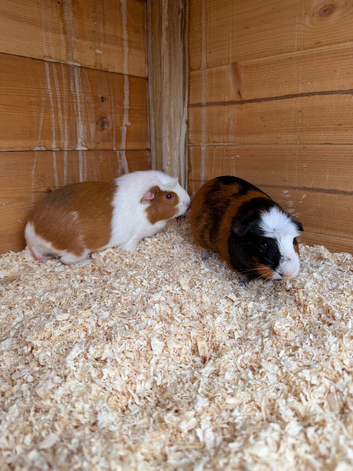 2 adult female guinea pigs pigs