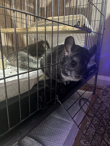 Mother and daughter bonded chinchillas