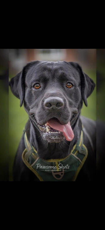 Black Labrador STUD