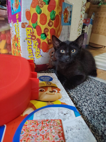 Meet Luna, Misty, Coco & Ash&ndash; Four Gorgeous British Shorthair Kittens Looking for Their Forever Homes!