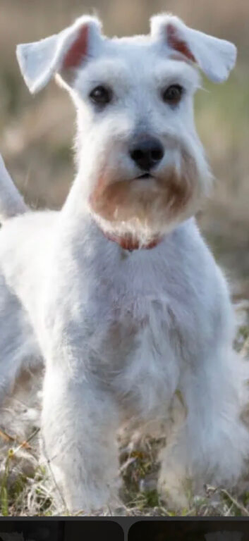 Schnauzer STUD WHITE K C REG
