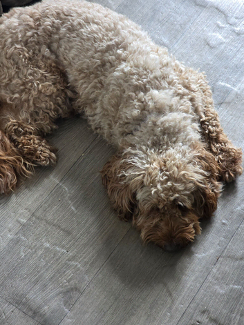 Cockapoo female
