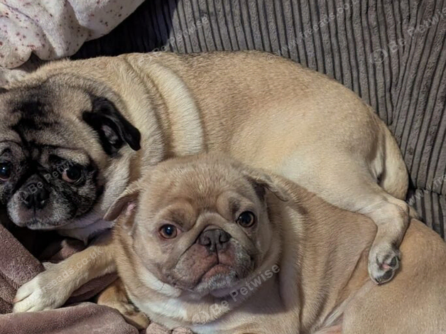 pugs　 2 Pugs For Sale £300 For Both in Bridgend | £300 - 1 Boy - 39 mins