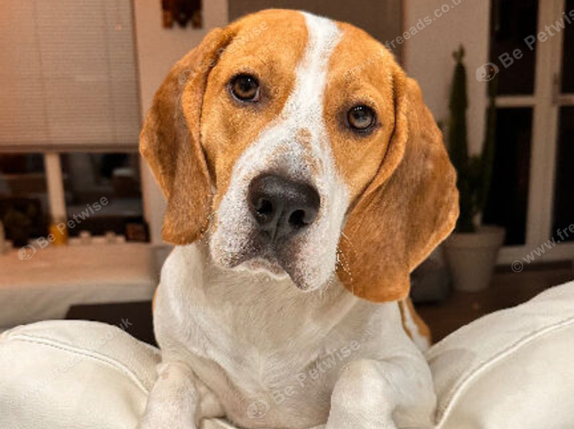 Playful Loving Male Beagle For Adoption in Mile End | £100 - Male