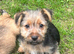 BORDER TERRIER X JRT