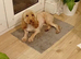 Cockapoo female