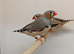 2026 Male Zebra finches