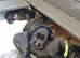 BEAUTIFUL PUPPIES FROM FULLY HEALTH-TESTED PARENTS