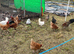 Hens for sale mixed breed some brown some buff