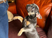 Kc frenchie pup REDUCED to find a home this week if possible
