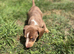 Miniature dachshund puppies