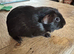 Guinea pigs chocolate girls