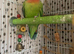 Beautiful semi tame male lovebird