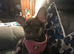 Female French Bulldog