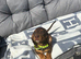 Dapple dachshund