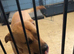 Belgium malinois doge de bordeaux husky