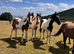 Beautiful group of homebred fillies
