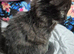 Fluffy kittens half Maine Coon
