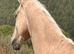 AES Czech WB 14:2hh 4yrs gelding