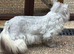 Chinchilla persian female
