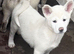 Japanese Akita Puppies