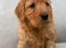 F1B Toy Cockapoo 3 left