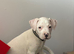 American bulldog female