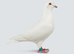 pure white racing pigeons wanted