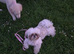 Gorgeous female shihztu