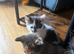 Kittens female and male 30&pound;