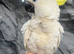 Friendly Baby HandReared Super Tame Cuddly Medium Sulphur Crested Cockatoo Parrot