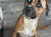 8 Beautiful puppies ready for their new homes