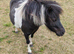 Beautiful mini shetland mare